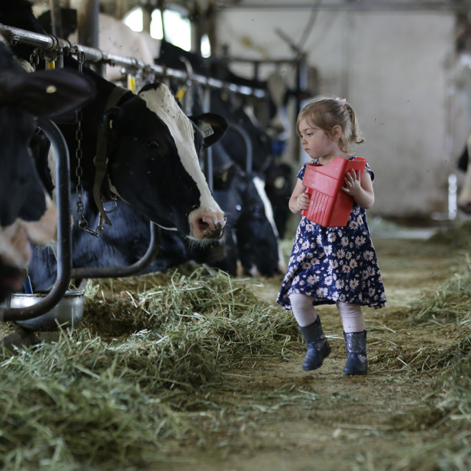 Farmer with cows